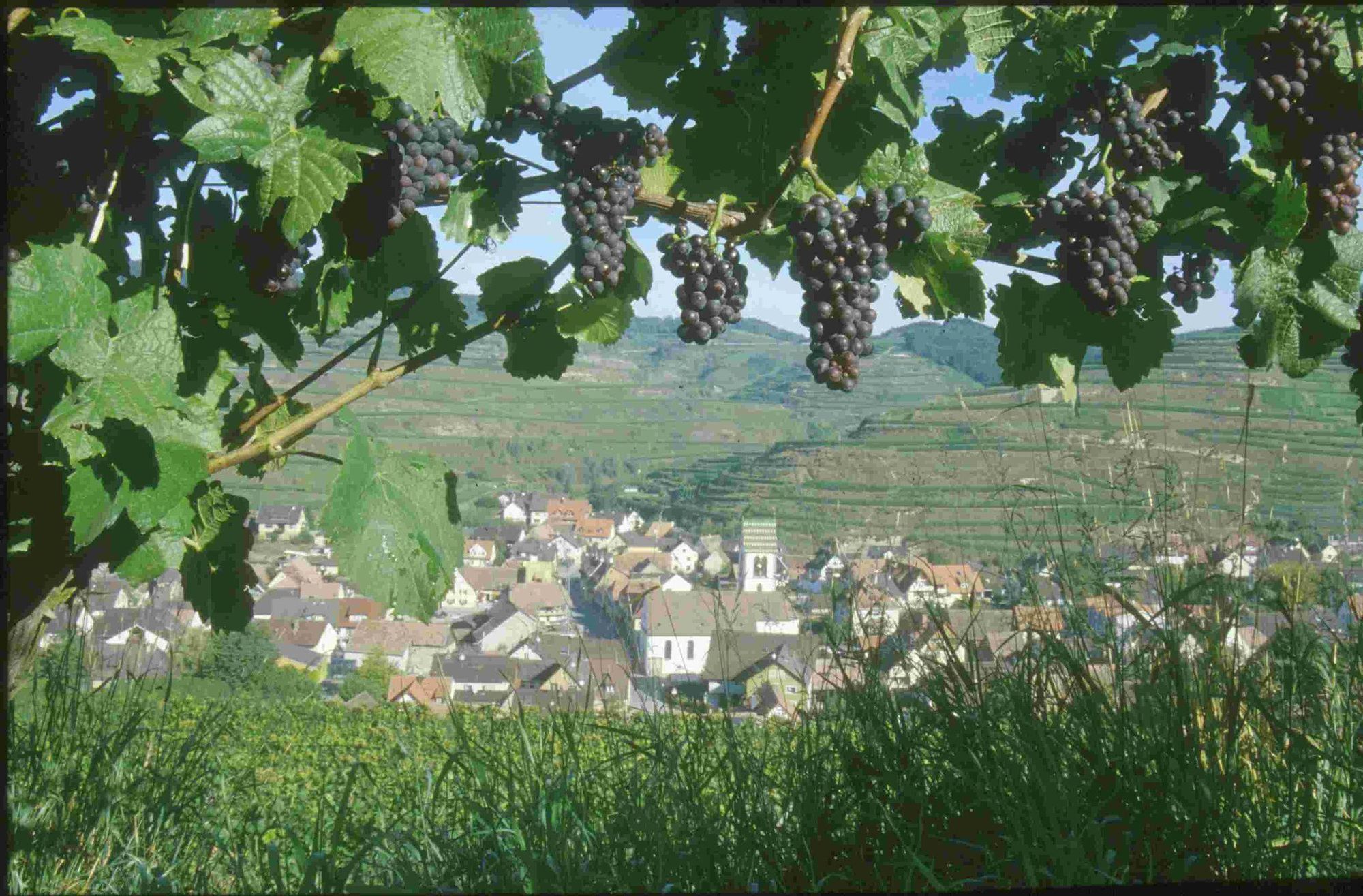 Hotel Schwarzer Adler Vogtsburg im Kaiserstuhl Wyposażenia zdjęcie