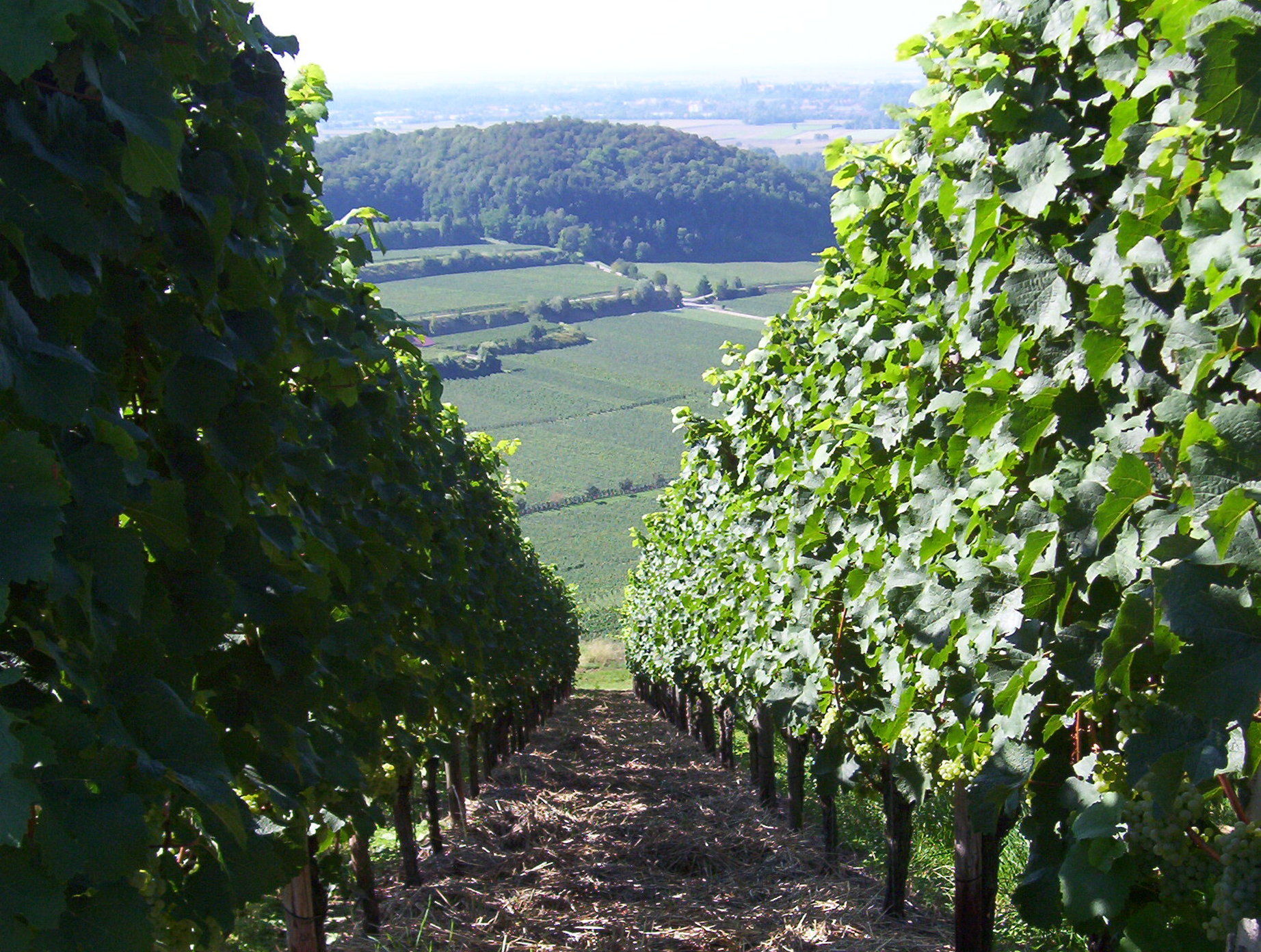 Hotel Schwarzer Adler Vogtsburg im Kaiserstuhl Wyposażenia zdjęcie